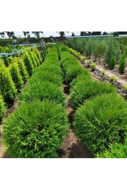 Туя західна Літл Чемпіон для оформлення клумб і бордюрів.